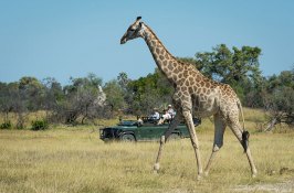 african-safari-botswana