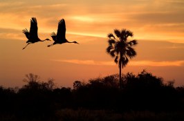 bird-safari-in-botswana