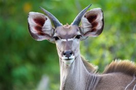 custom-safari-in-botswana