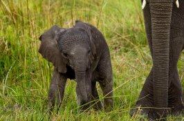 safari-in-botswana