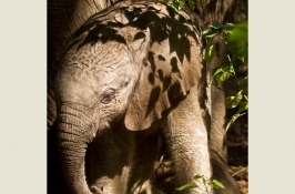 Elephant Baby in the Okavango Delta