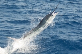 Fishing in Africa Trips