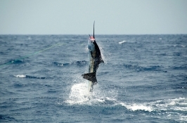 Fishing in Africa Trips