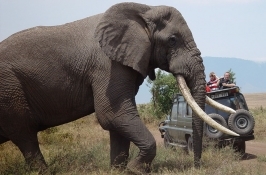 male elephant game drive in Africa