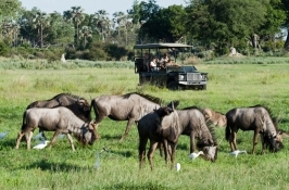 wildebeest on game drive in Africa