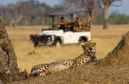 cheetah on game drive in Africa