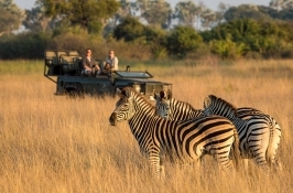 zebras on game drive in Africa