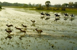 Horseback Riding Safaris Africa