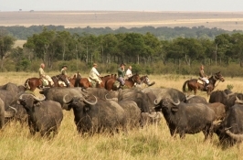 Horseback Riding Safaris Africa wildlife encounter