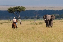 Horseback Riding Safaris Africa elephant encounter