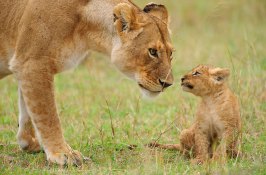 kenya-safari-baby-lion