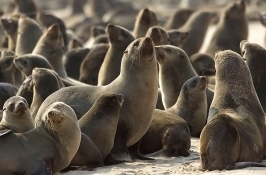 sea lions private Namibia safari