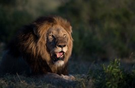 lion-safari-south-africa