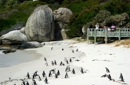 penguins Private South Africa Safari