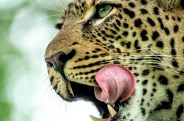 south-africa-adventure-safari
