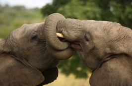 elephants Private South Africa Safari