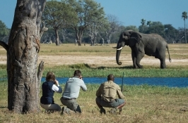 walking safari in Africa elephant spotted