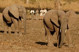 walking safari in Africa elephants