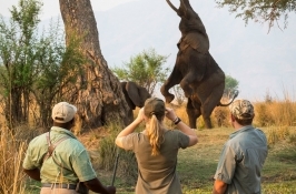 walking safari in Africa elephant hind legs