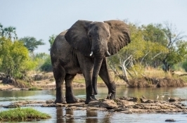 male elephant private Zambia safari