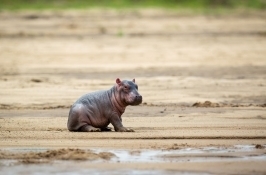 baby hippo private Zambia safari