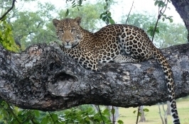 leopard in tree private Zambia safari