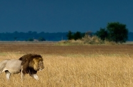 male lion private Zambia safari