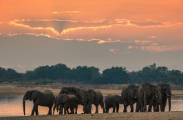 zambia-african-elephant-safari