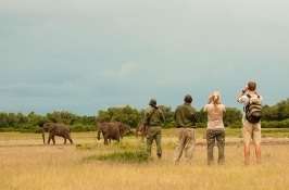 private Zambia walking safari