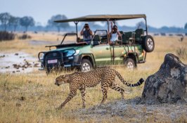 animal-safari-zimbabwe