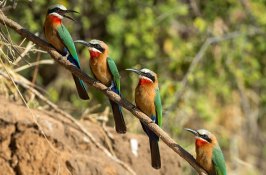 bird-safari-zimbabwe
