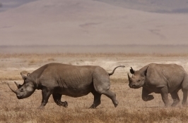 rhino spotting private Zimbabwe safari