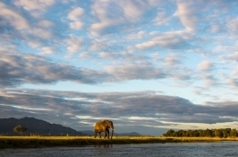 majestic elephant private Zimbabwe safari
