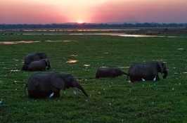 majestic elephant herd at sunset private Zimbabwe safari